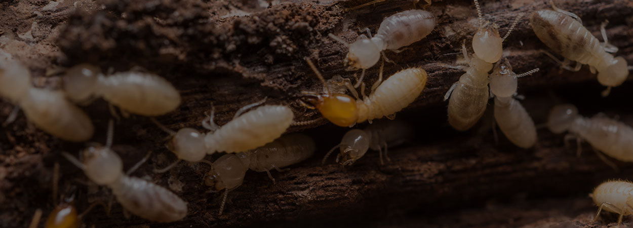 Captain Termite pest control services — Hollywood FL