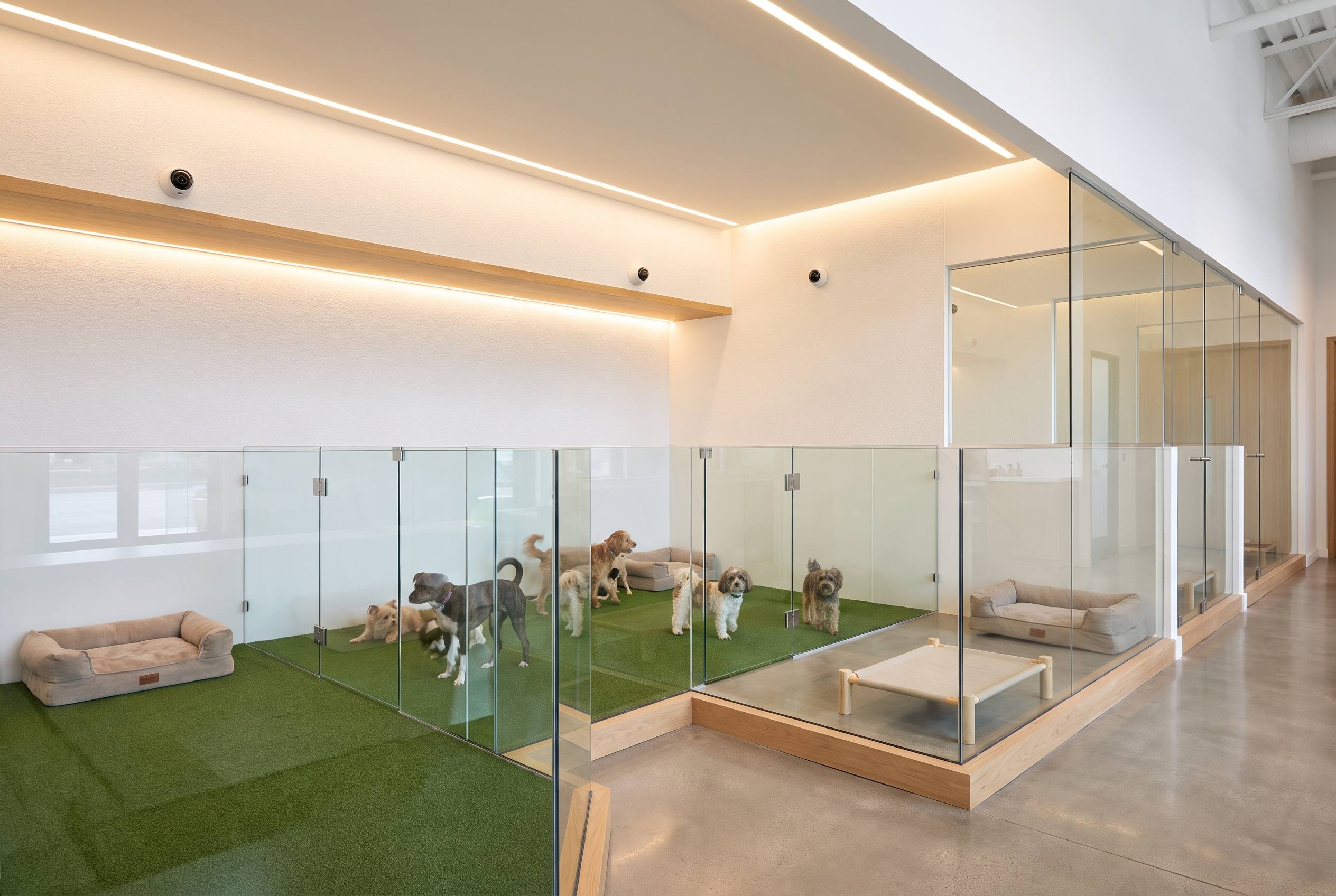 Dogstown University climate-controlled boarding facility with HD cameras and AstroTurf play yard
