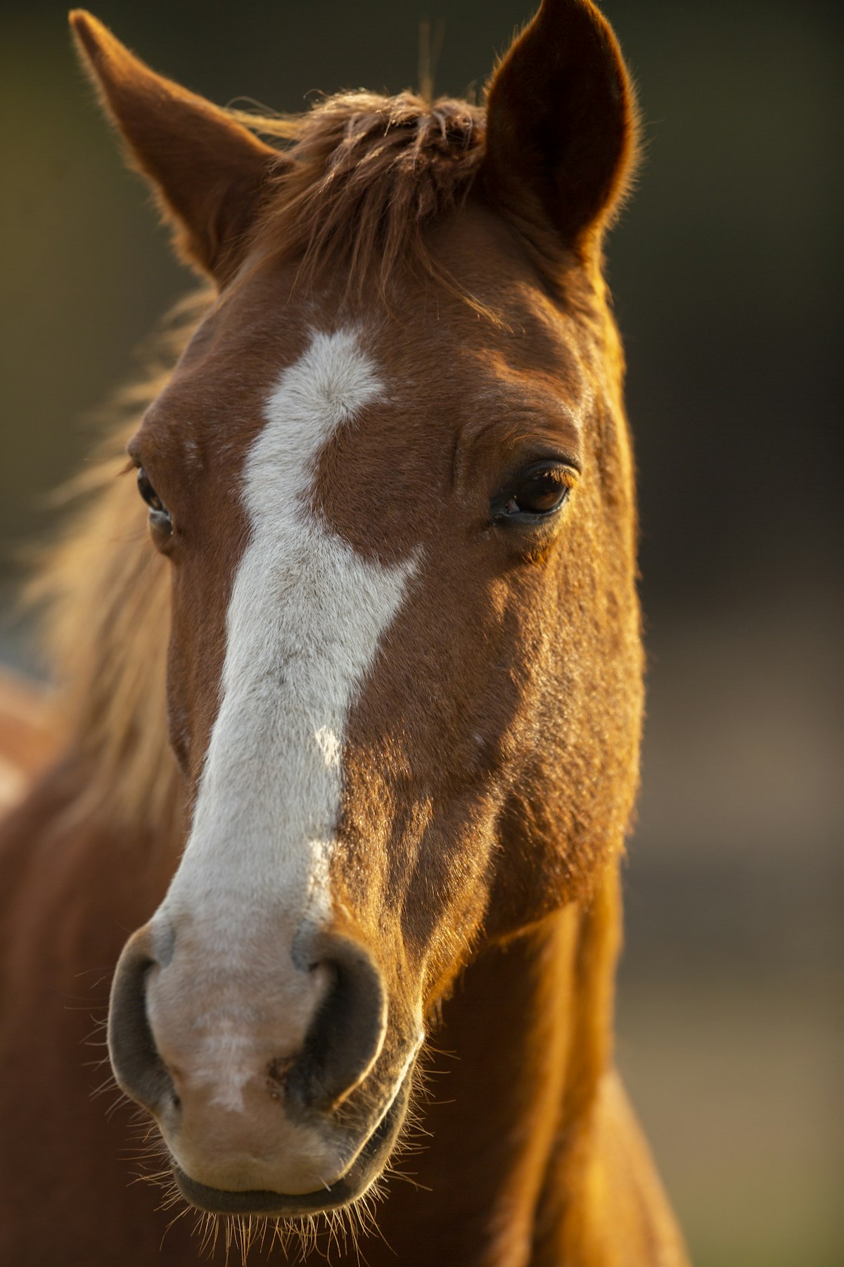 Person standing close to a horse at a ranch — hand resting on the horse's neck, warm golden-hour light, calm human-horse connection