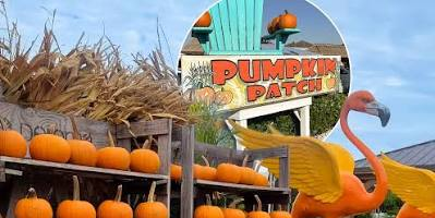 Fall festival at Flamingo Road Nursery in Davie