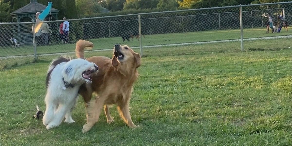 Two dogs playing together inside the fenced Craig Rupp K-9 Dog Park in Pembroke Pines, Florida