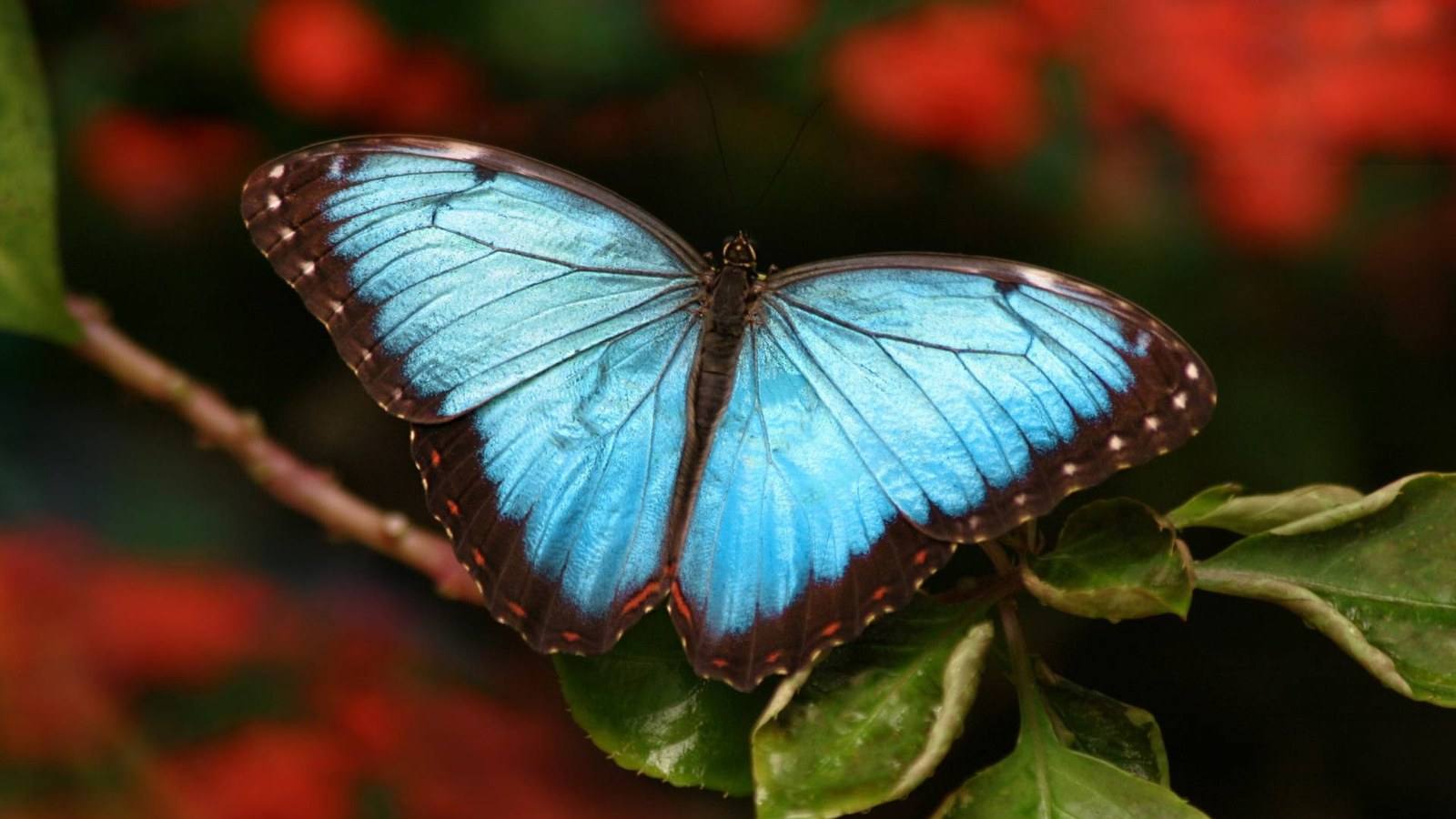 Blue Morpho butterfly on red tropical flower at Butterfly World Coconut Creek — tropical butterfly aviary