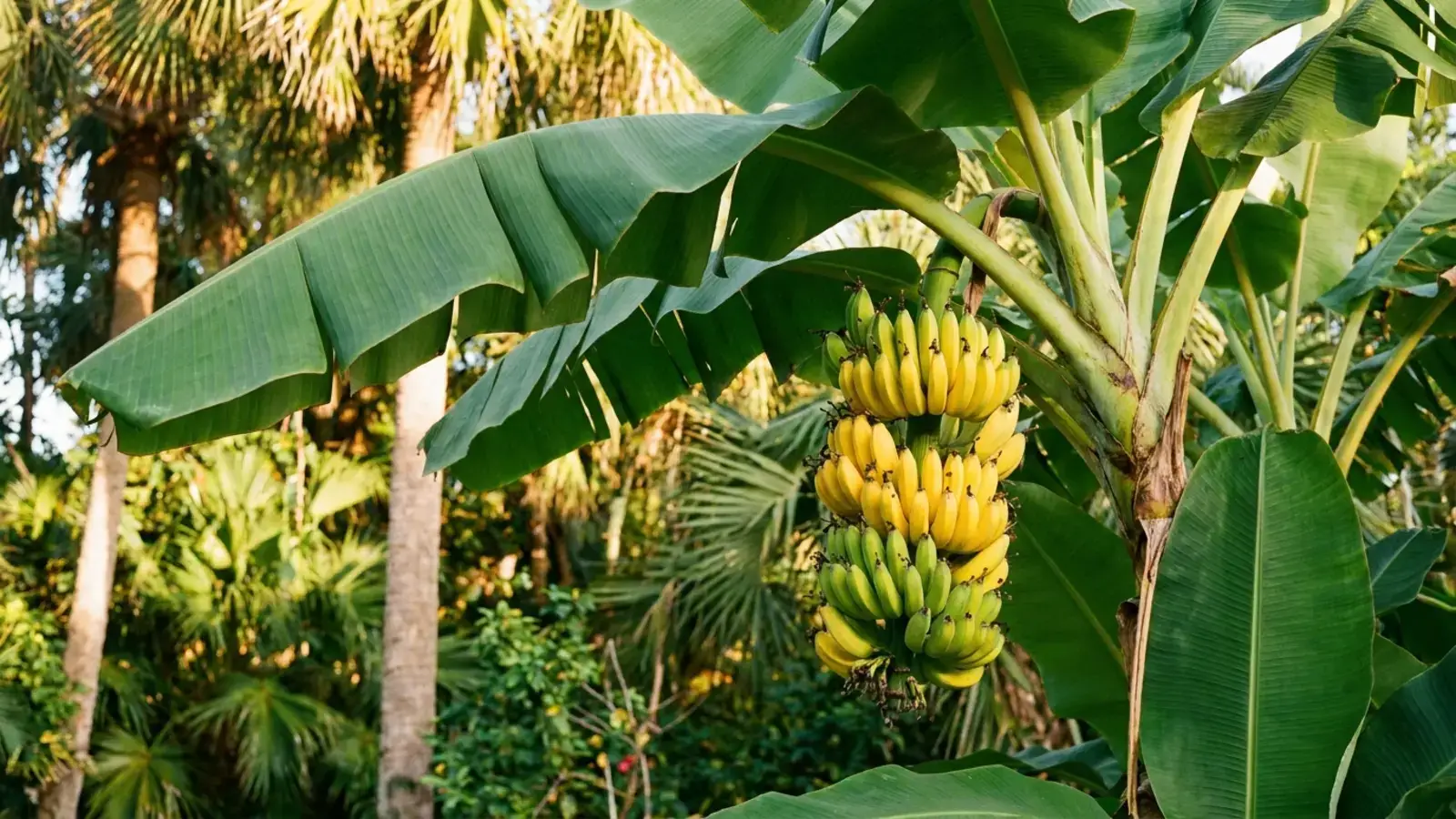Ripe banana bunch hanging from tropical banana plant with large paddle-shaped green leaves