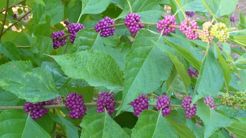 Beautyberry (Callicarpa americana) with clusters of purple berries