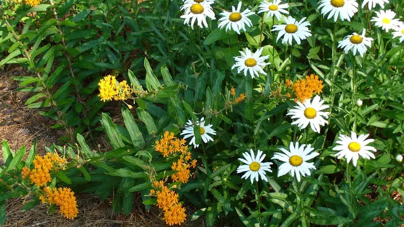 Butterfly Weed (Asclepias tuberosa) with bright orange flower clusters