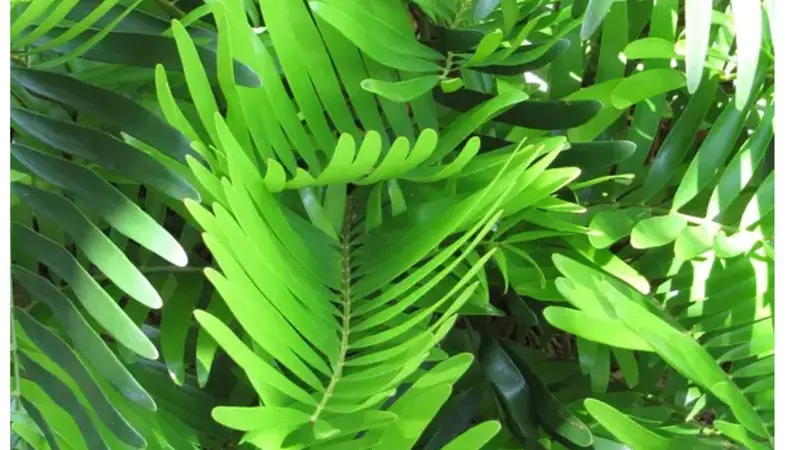 Coontie (Zamia integrifolia) with fern-like pinnate fronds