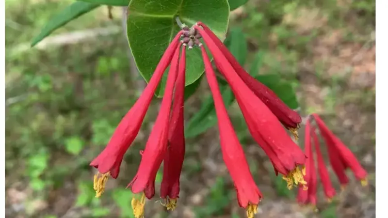 Coral Honeysuckle (Lonicera sempervirens) with red tubular flowers