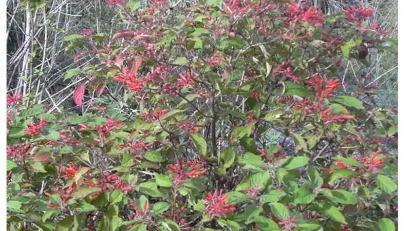 Firebush (Hamelia patens) with tubular red-orange flowers