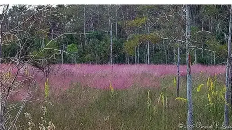 Muhly Grass (Muhlenbergia capillaris) with pink plumes