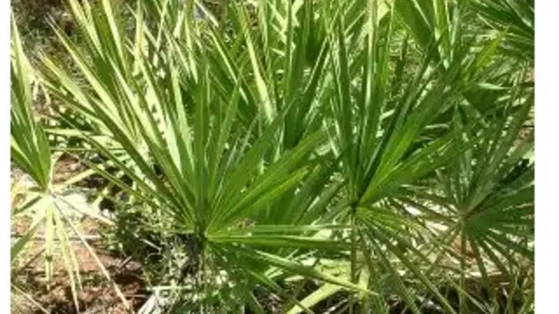 Saw Palmetto (Serenoa repens) fan palm fronds