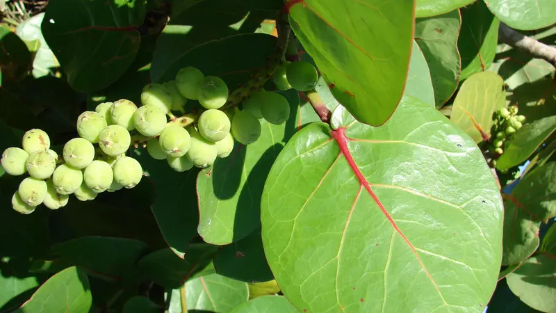Sea Grape (Coccoloba uvifera) with large round leaves and fruit