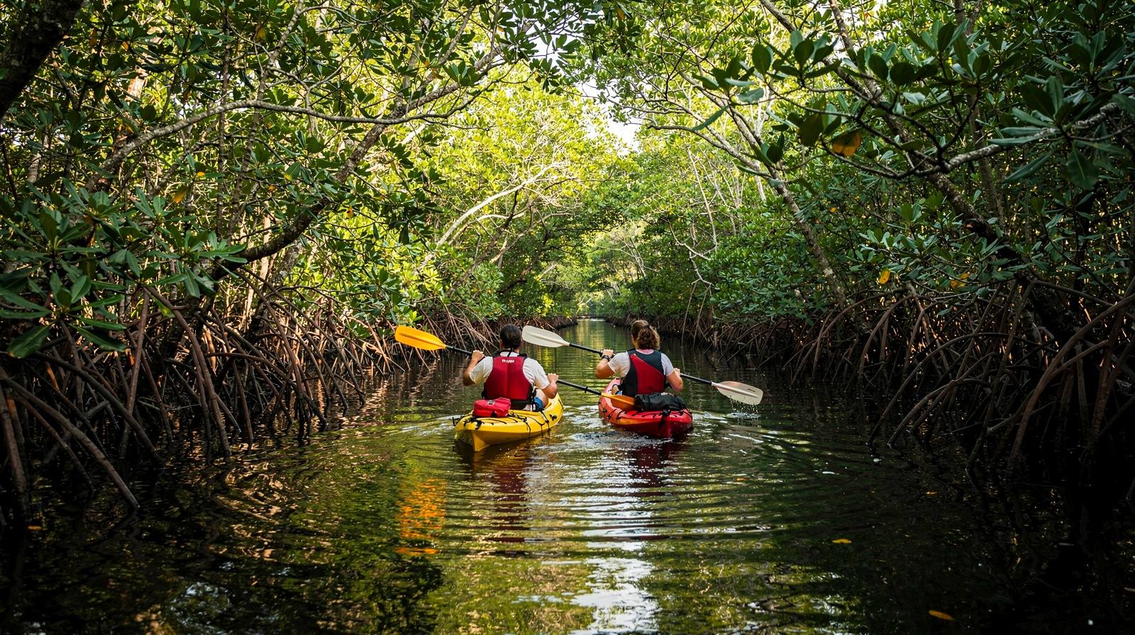 Kayaking through mangrove tunnels at Oleta River State Park, North Miami Beach